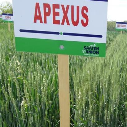 Bemutatjuk saját termesztésű, másodfokú őszi búza vetőmagjainkat - 1. rész (Apexus)