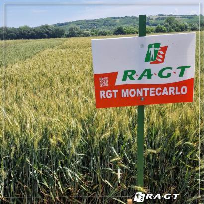 Bemutatjuk saját termesztésű, másodfokú őszi búza vetőmagjainkat - 3. rész (RGT Montecarlo)
